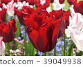 花 39049938