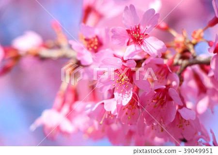 Okamezakura 39049951