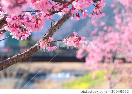 Sakura Namiki 39049952