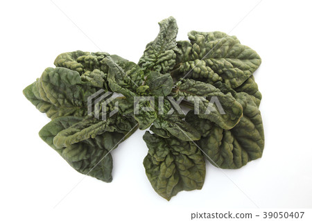 小雞菠菜 小雞菠菜 39050407