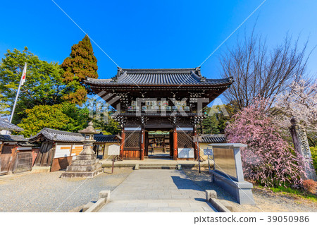 Kyoto Spring Umemiya Taisha 39050986