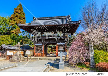 京都春天梅宮Taisha 39050988