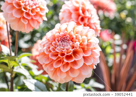 Pot mum 39052441
