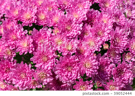 Pot Mom, Pink, Lots 39052444