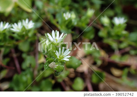 Flower of early spring Flower of early spring 39052742