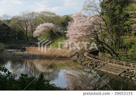 櫻花在湖面大和市Izuminomori反映 櫻花在湖面大和市Izuminomori反映 39053155