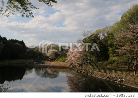 Cherry blossoms reflected in the lake surface Yamato City Izuminomori 39053158
