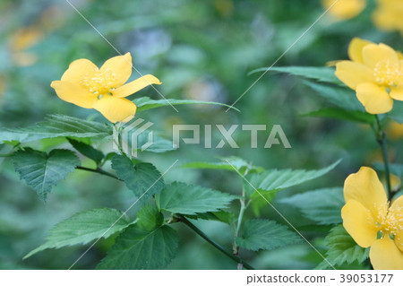 野草莓花 野草莓花 39053177