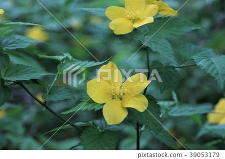 野草莓花 野草莓花 39053179