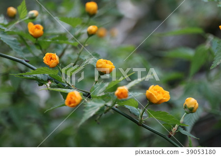 野草莓花 野草莓花 39053180