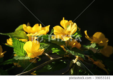 野草莓花 39053181