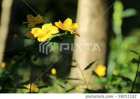 野草莓花 野草莓花 39053182