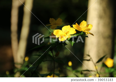 野草莓花 野草莓花 39053183