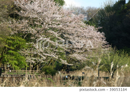 櫻花在公園大和市Izuminomori 櫻花在公園大和市Izuminomori 39053184