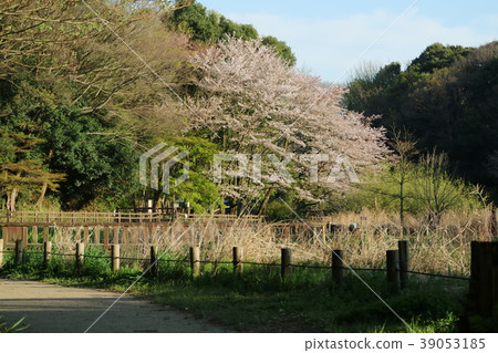 櫻花在公園大和市Izuminomori 櫻花在公園大和市Izuminomori 39053185