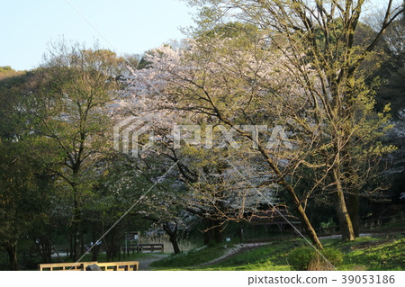 櫻花在公園大和市Izuminomori 櫻花在公園大和市Izuminomori 39053186