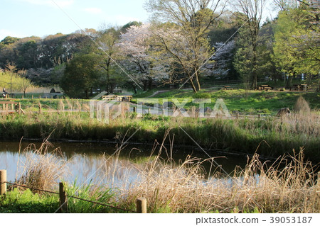 櫻花在公園大和市Izuminomori 39053187