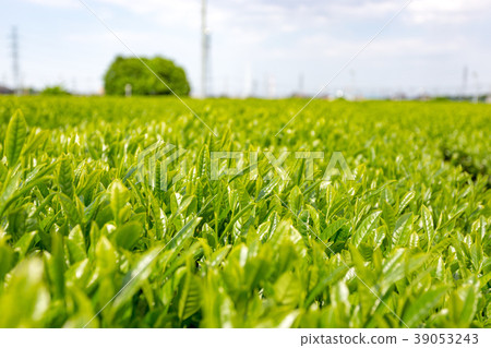 生產Sayama茶的區域 生產Sayama茶的區域 39053243