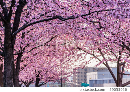 Spring of Tokyo Sakura lined row of early bloom along the Sumida river bank [Evening] 39053936