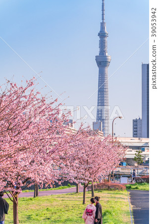 Spring of Tokyo Sakura lined row of early bloom along the Sumida river bank [Evening] 39053942