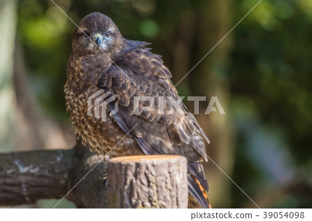 Momokanosari 39054098