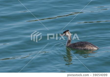 偉大的鳳頭gre .. 39054099