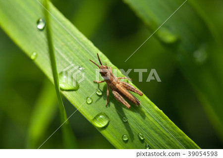 Raindrops and grasshopper Raindrops and grasshopper 39054598