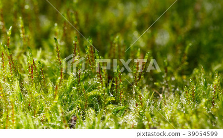 Green moss tussock 39054599