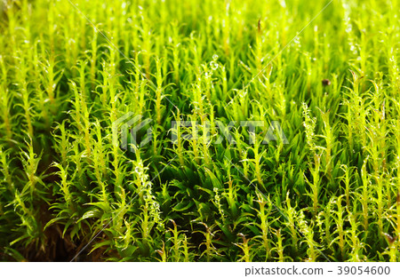 Bright green moss 39054600