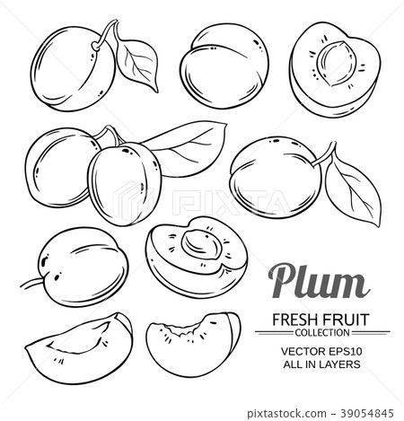 圖庫插圖: plum fruits vector set