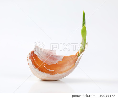 clove of fresh garlic clove of fresh garlic 39055472
