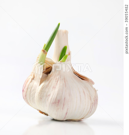 bulb of fresh garlic bulb of fresh garlic 39055482