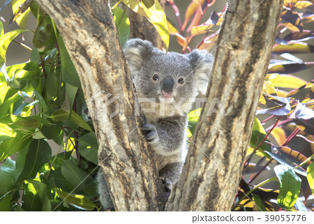 Koala's baby 39055776