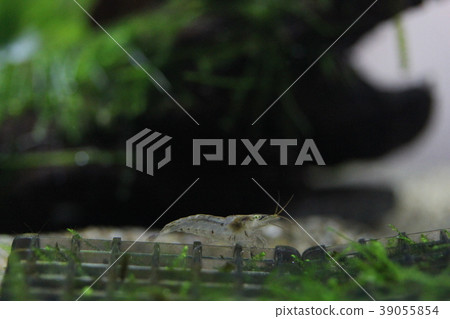 Pacific shrimp Pacific shrimp 39055854