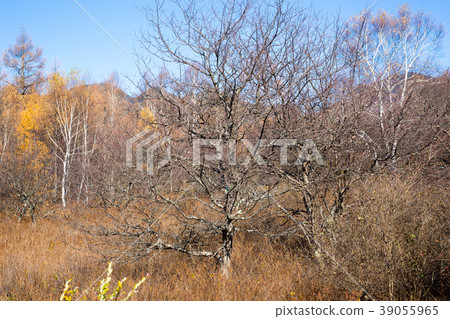 Nikko Sekigahara 39055965