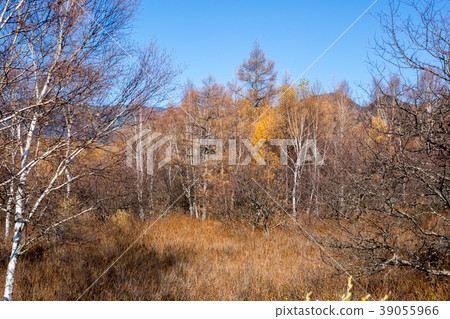 Nikko Sekigahara 39055966