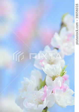 花桃花 花桃花 39056016