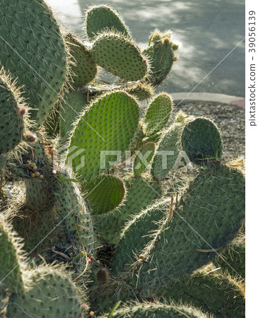 Cactus Garden in San Diego. 39056139