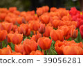 鬱金香 39056281