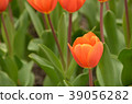 鬱金香 39056282