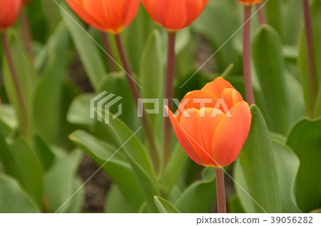 鬱金香 鬱金香 39056282