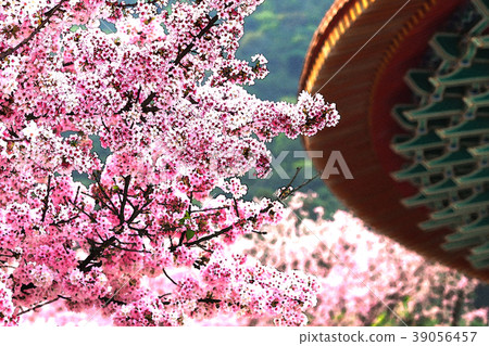 Night cherry 39056457