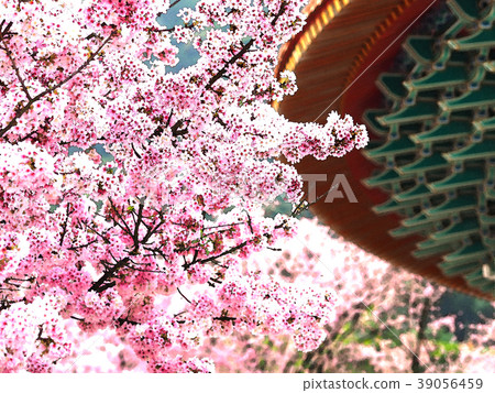 Night cherry 39056459