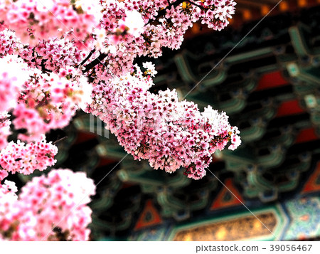 Night cherry 39056467