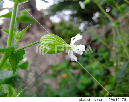 Sicilian white campion-part 4 39056476