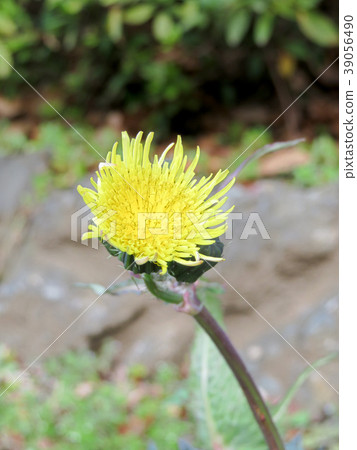 Dandelion 39056490