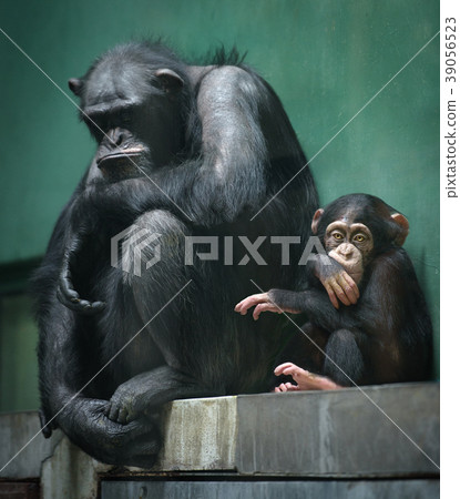 Two sad chimps in captivity Two sad chimps in captivity 39056523