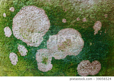 Pattern made by algae 39056524
