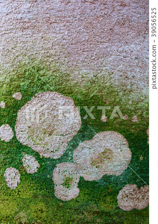 Pattern made by algae 39056525