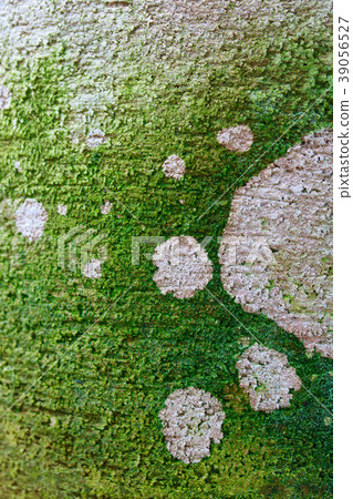 Pattern made by algae Pattern made by algae 39056527